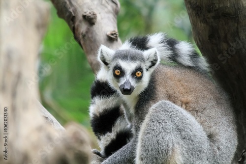 Ring-Tailed Lemur Perched on Wooden Fence in Lush Greenery