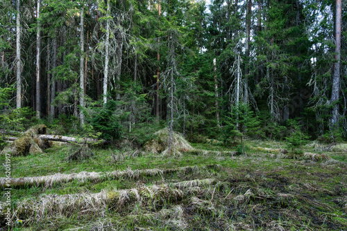 Картината върху платно A swampy primeval forest with lying dead wood on a spring day in Estonia, Northe