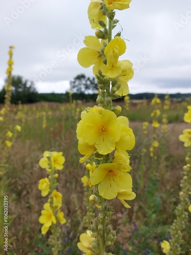 Yellow flower on a meadow