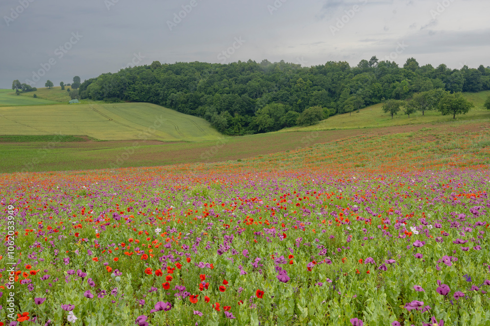 Typical spring landscape with poppies near Silica (Szilice), National Park Slovak Kras, Slovakia