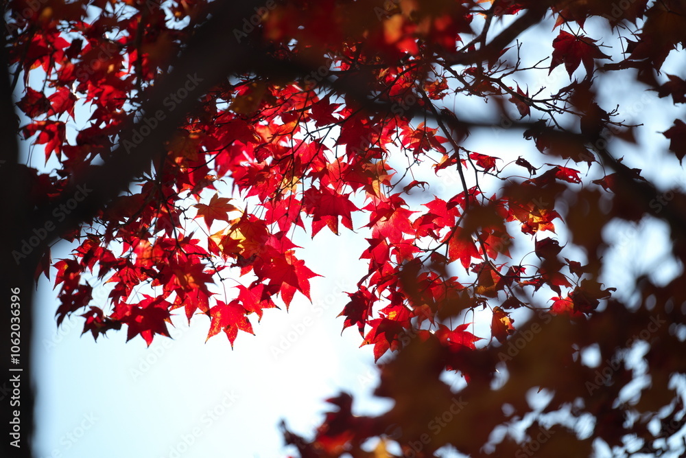 赤く紅葉したモミジ 赤く紅葉したモミジ