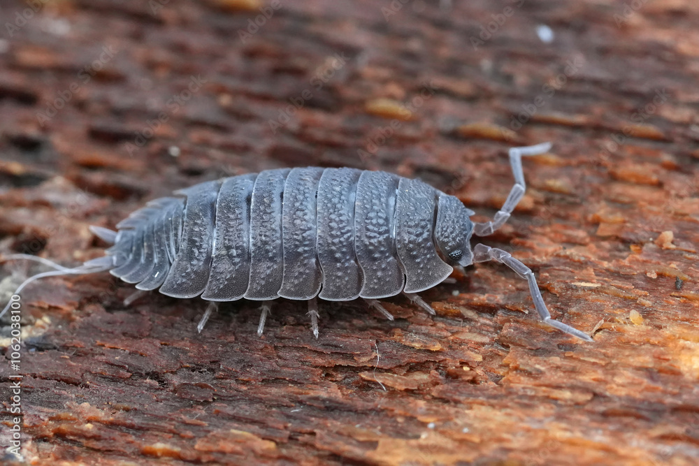 Macro Shot of a Common Rought Wouldlouse Pill Bug, Porcelio scaber on a Textured Surface Macro Shot of a Common Rought Wouldlouse Pill Bug, Porcelio scaber on a Textured Surface