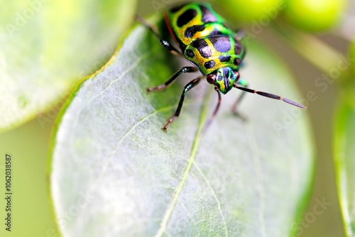 Close-Up of Lychee Shield-Backed Jewel Bug on Green Leaf photo