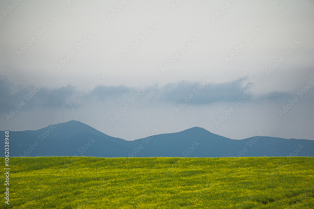 A field of vibrant yellow flowers with majestic mountains behind A field of vibrant yellow flowers with majestic mountains behind