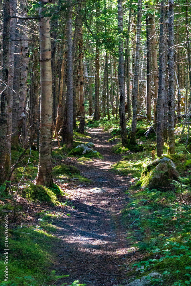 Fototapeta premium Serene Forest Pathway in Tranquil Woodland Setting