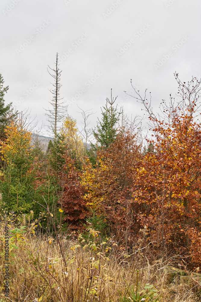 Obraz premium neu entstehender junger Wald aus Buchen zwischen abgestorbenen Fichten am Fuße des Brocken bei Schierke im Nationalpark Harz in Deutschland