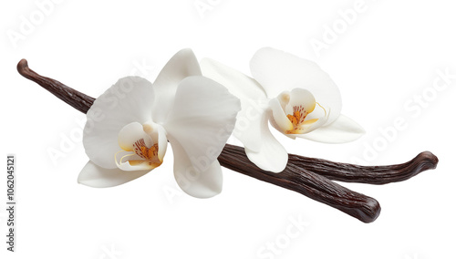 A vanilla flower with few dried sticks or pods on transparent or white background. photo