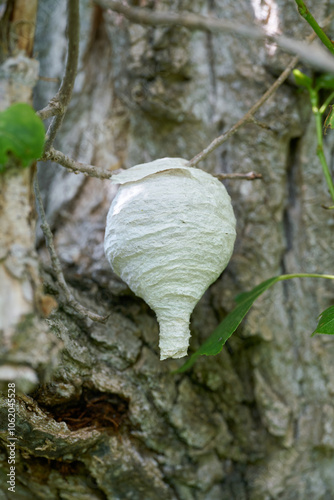 fertiges Nest der Wespenart mittlere Wespe, Dolichovespula media, am Zweig einer Pappel photo