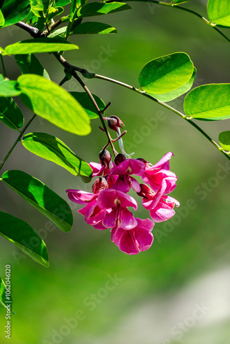 A beautiful bunch of pink flowers gracefully hanging from a tree branch