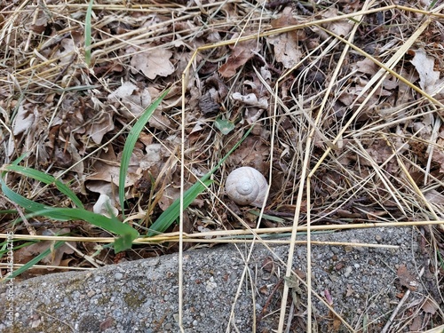 Snail shell on the ground