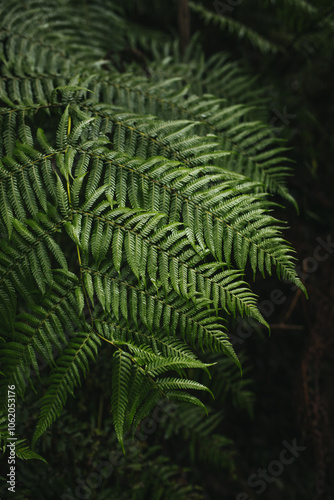 fern in the forest