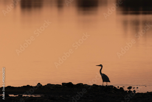 Heron at Vartry Reservoir, county Wicklow, Ireland