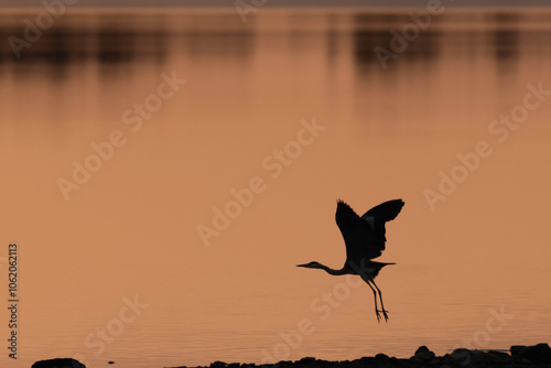 Heron at Vartry Reservoir, county Wicklow, Ireland