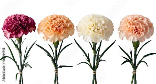 Colorful Carnations in a Row . Isolated from the background