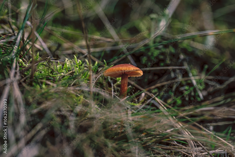 Pilze Pilze