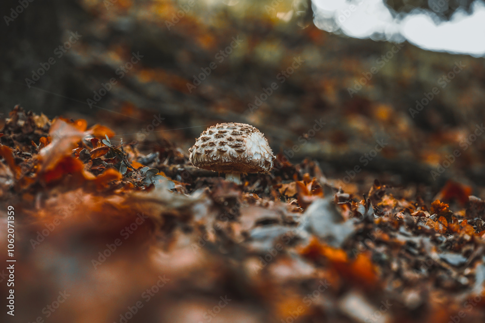 Obraz premium herbst