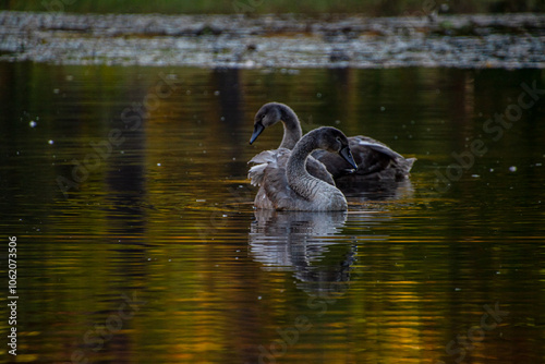 two young swans swim with their heads down in the park pond
