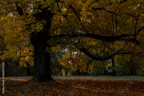 colourful autumn leaves on maple branches and in the ground