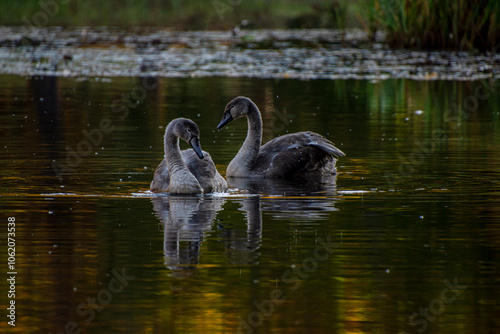 two young swans swim in the park pond
