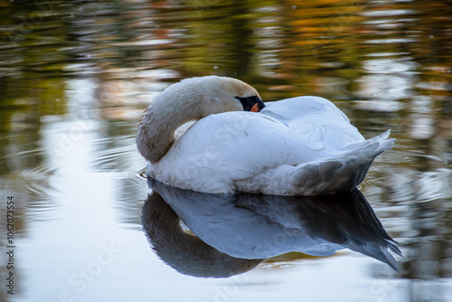 a white swan puts its beak under its wing and swims in the park pond