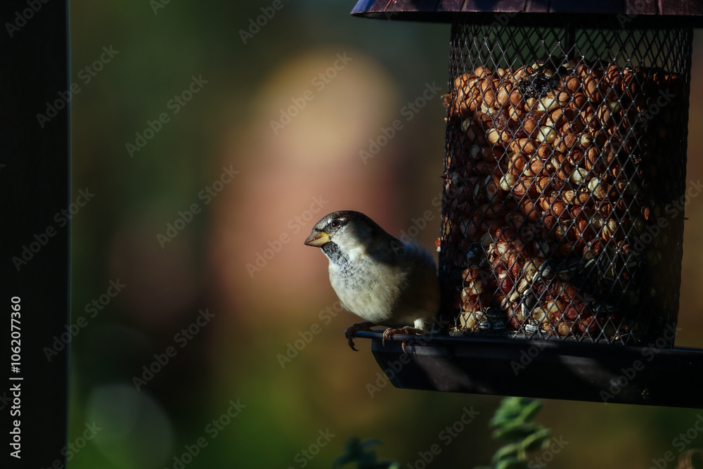 Naklejka premium vögel