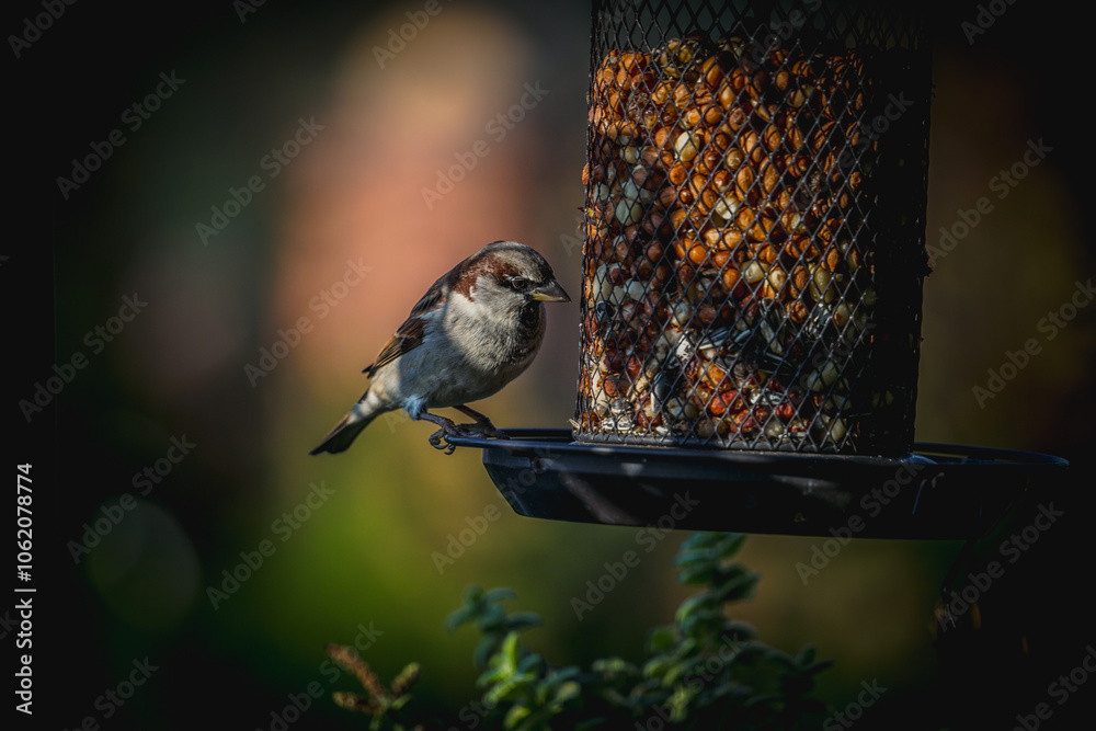 Naklejka premium Pilze