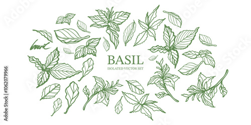 Basil hand drawn isolated vector set on white background. Vintage style of illustration. Fresh herb leaves plant. Basil herbal Ingredient. Spices.