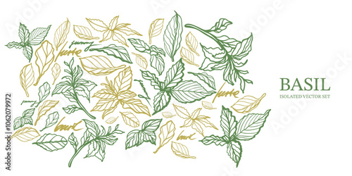 Basil hand drawn isolated vector set on white background. Vintage style of illustration. Fresh herb leaves plant. Basil herbal Ingredient. Spices.