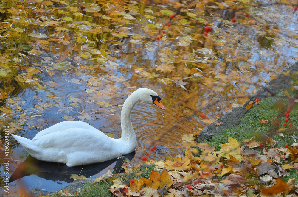 Fototapeta premium One graceful white mute swan swimming in an autumn pond full of fallen maple leaves. Wild waterfowl birds in autumn season ,swans wildlife concept.