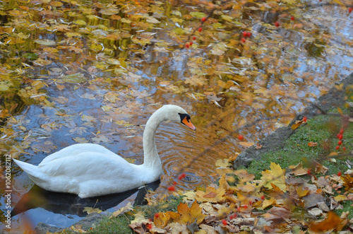 One graceful white mute swan swimming in an autumn pond full of fallen maple leaves. Wild waterfowl birds  in autumn season ,swans wildlife concept. photo