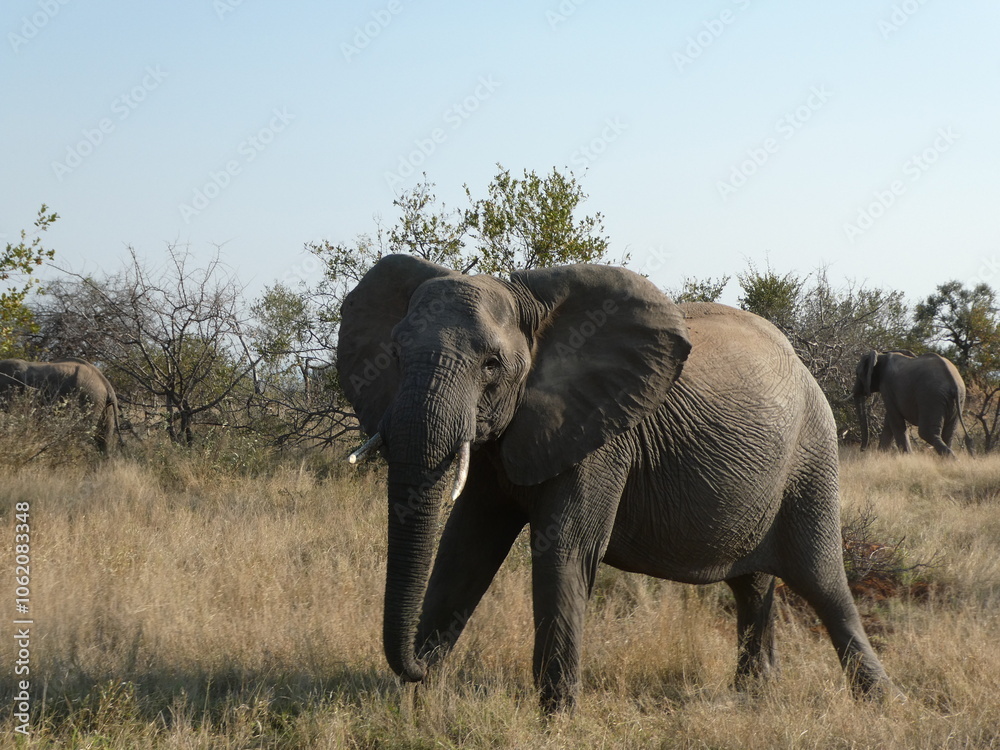 Elephant in South of Africa Elephant in South of Africa