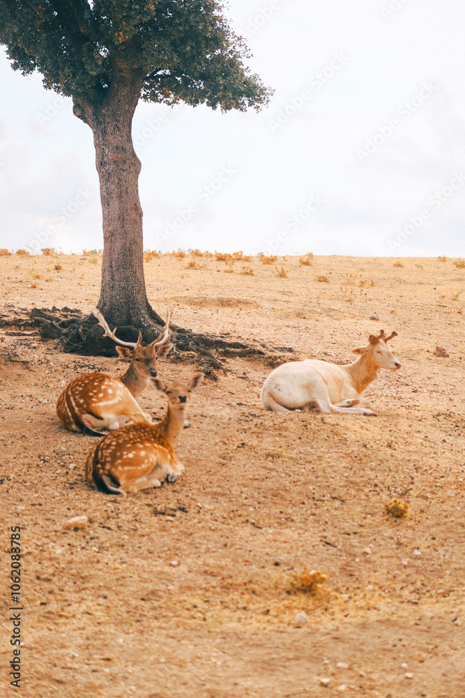 Obraz premium Animales salvajes.
