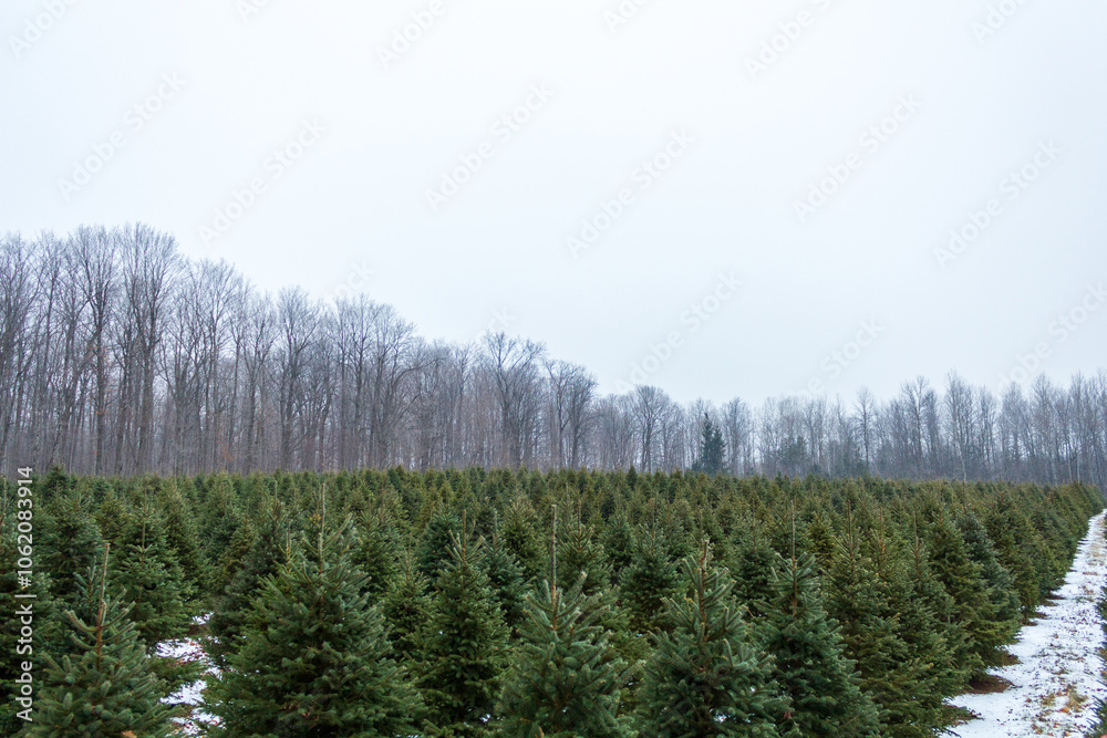 Scenic Winter View of Evergreen Christmas Tree Farm Scenic Winter View of Evergreen Christmas Tree Farm