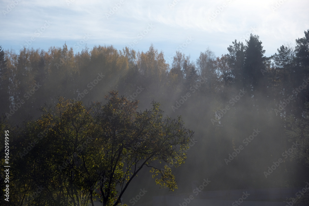 fog in the forest fog in the forest