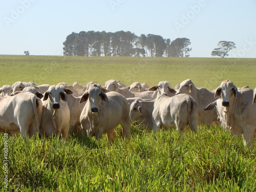 Novilhas da raça brahman no campo