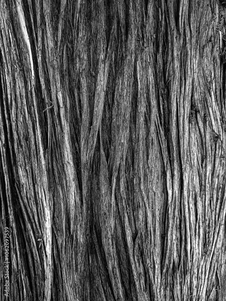 bark texture bark texture