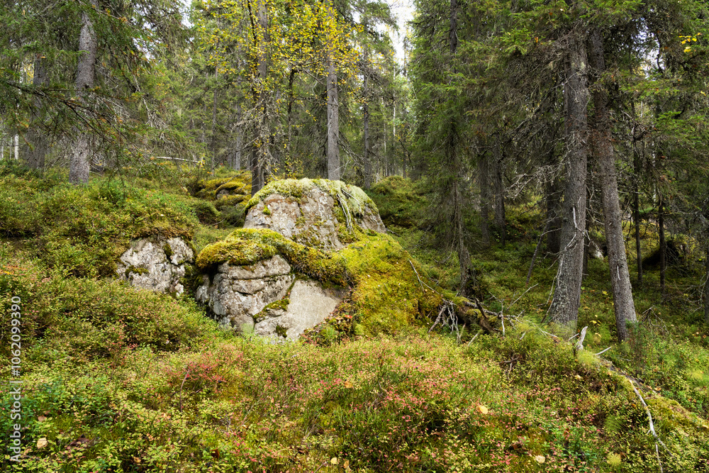 A large boulder covered with moss in an old-growth forest of Närängänvaara near Kuusamo, Northern Finland A large boulder covered with moss in an old-growth forest of Närängänvaara near Kuusamo, Northern Finland