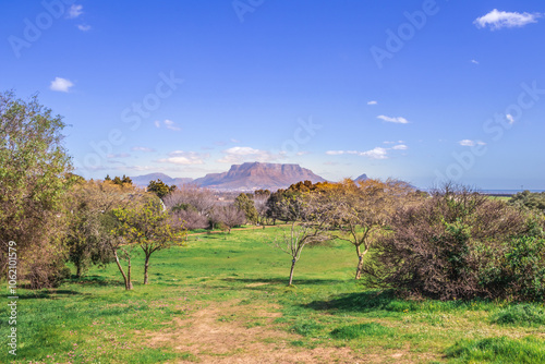 View of  Cape Town and Table Mountain with brightly coloured spring flowers and green vegetation landscape, Cape Town, South Africa
