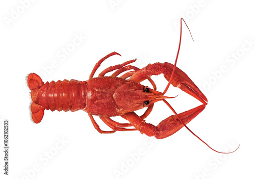 one boiled crayfish isolated on white background. top view photo