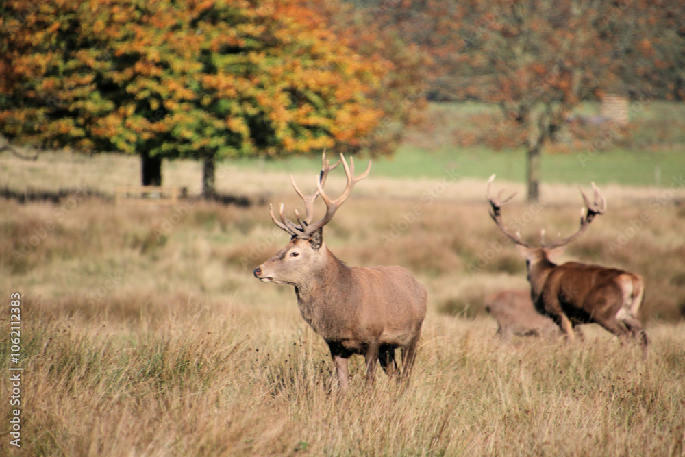Red Deer in the Cheshire Countryside Red Deer in the Cheshire Countryside