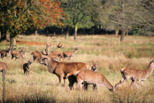 Red Deer in the Cheshire Countryside