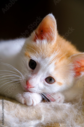 Close-up of an adorable orange and white kitten with curious eyes, resting comfortably on a soft surface, exuding warmth and innocence