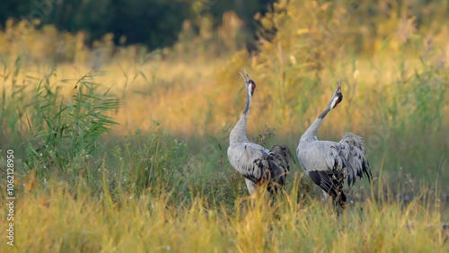 Common or eurasian crane bird, couple of birds screaming in marsh at sunrise