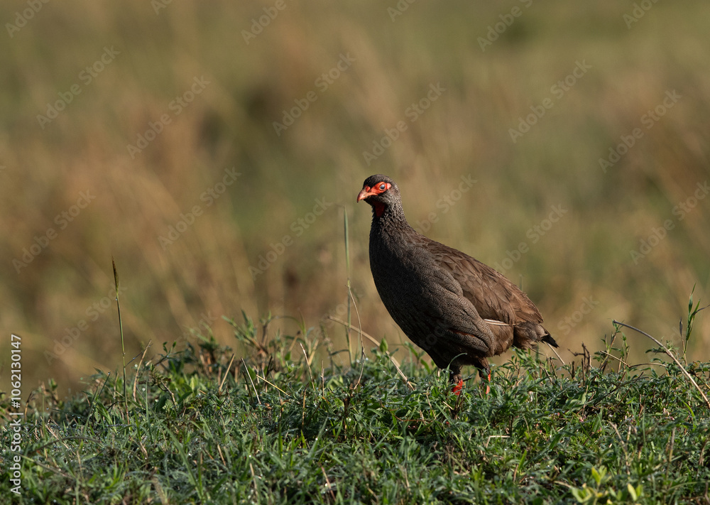 Portrait of a Red-necked spurfowl at Masai Mara, Kenya Portrait of a Red-necked spurfowl at Masai Mara, Kenya