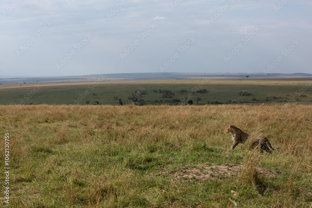 A broad view of a Leopard walking in savannah grassland, Masai Mara, Kenya A broad view of a Leopard walking in savannah grassland, Masai Mara, Kenya