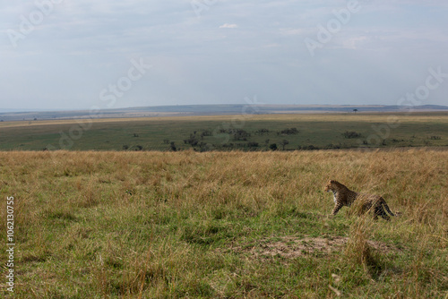 A broad view of a Leopard walking in savannah grassland, Masai Mara, Kenya