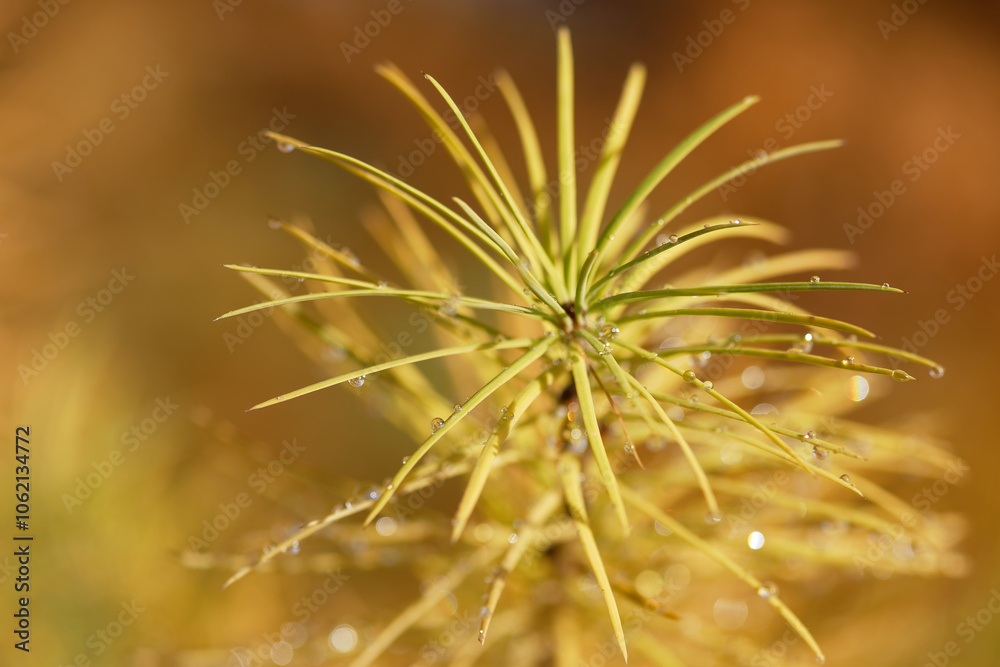 A branch of Japanese larch with dewdrops. A branch of Japanese larch with dewdrops.