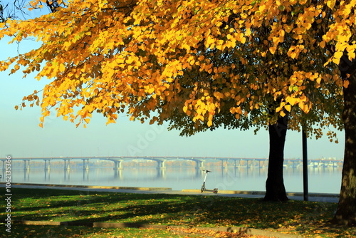 Black poplar in autumn. Autumn tree Populus nigra, black poplar with yellow leaves grows on the embankment of a wide river. Dnipro, Ukraine photo