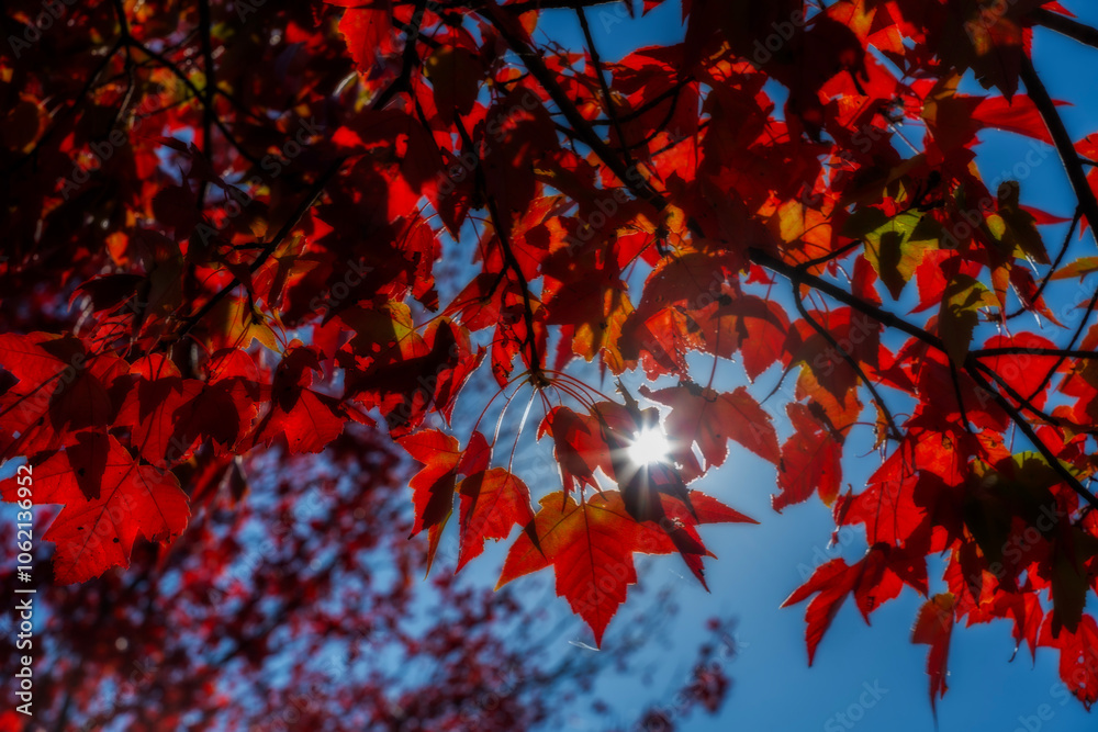 Vibrant red leaves are illuminated by sunlight, creating a stunning contrast against a clear blue sky. A sunburst effect is visible as light filters through the leaves, Vibrant red leaves are illuminated by sunlight, creating a stunning contrast against a clear blue sky. A sunburst effect is visible as light filters through the leaves,