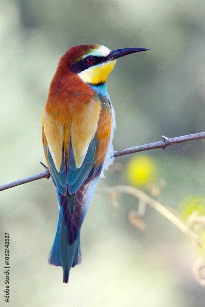 Obraz premium bee eater perched on a branch